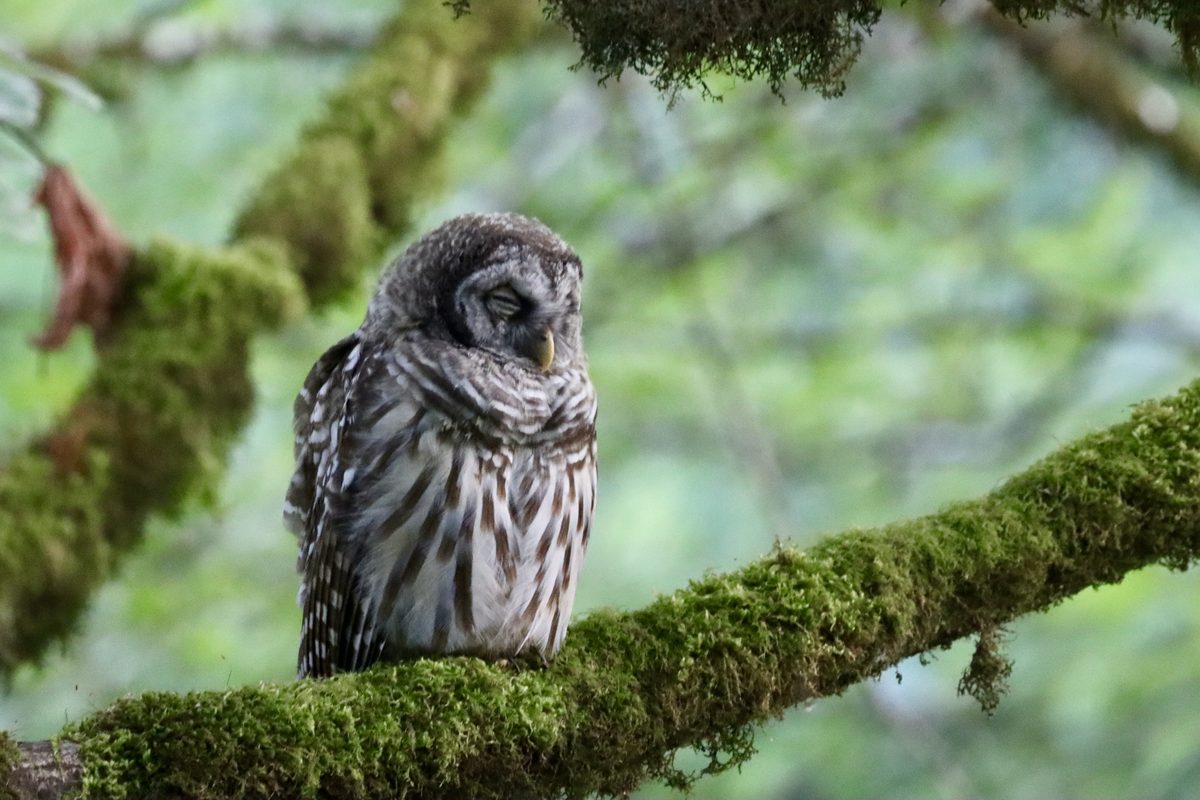 A Barred Owl resting on a mossy branch, eyes softly closed
