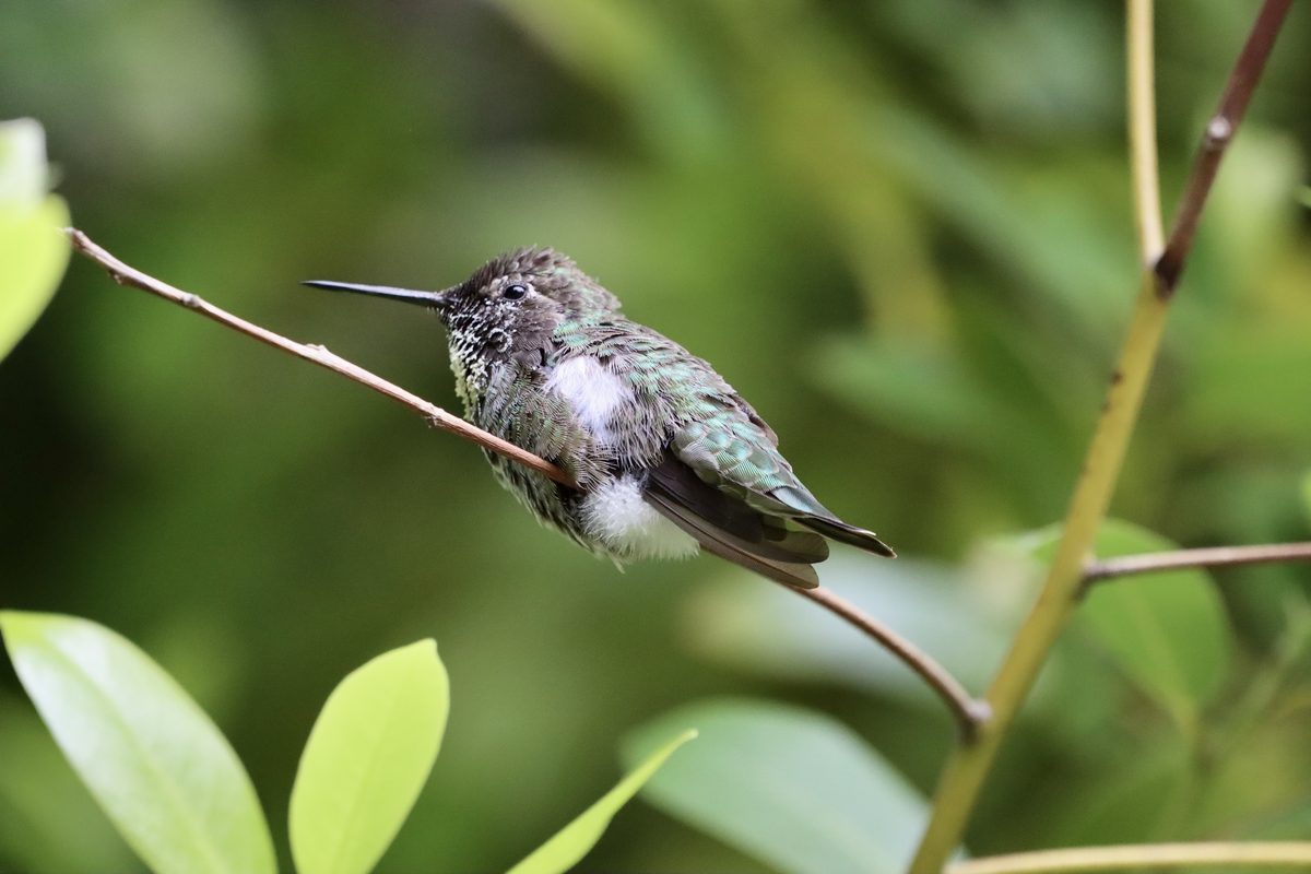 A Ruby-throated Hummingbird resting on a thin branch, iridescent green back